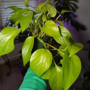 Neon Pothos 😍